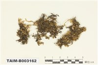 藏品(棉苔科)的圖片